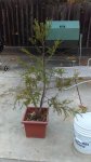 IMAG0231.jpg