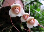 5-seeds-dracula-simia-monkey-face-orchid-seeds-monkey-like-dracula-3.jpg