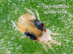 two-spotted-spider-mite.jpg