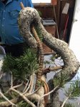 Lodgepole rebar 12-12-15.jpg