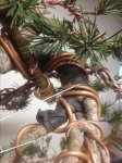 Bendy Lodgepole 12-12-15 002.jpg
