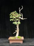 buttonwood2b.jpg