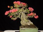 DSC05954.jpg