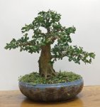 DSC09904 (2) -1.jpg DSC09904 (2) -1.jpg