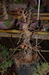 DSC_00140001.JPG