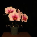 phal_dec2015_01.jpg