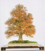 Zelkova Model.jpg