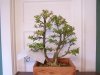 Boxwood Multi-Trunk 003.jpg