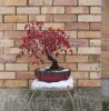Nandina.jpg
