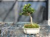 small boxwood.jpg