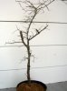 cedar elm originally.jpg