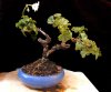 bonsai-3.8.10-097.jpg