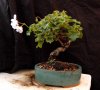 bonsai-3.8.10-101.jpg