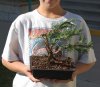 bonsai-seminar-181.jpg