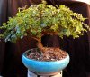 bonsai-march-2010-017.jpg