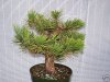 pine1.jpg