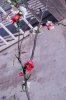 DSC_1217.jpg