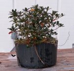 DSC00096-1.jpg