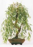 bonsai_willow_old5.jpg