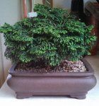 tree3.jpg tree3.jpg