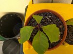 IMG_20160126_162626.jpg