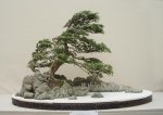 Windswept_bonsai_tree.jpg