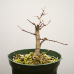 japanese maple 2.png
