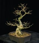 Trident Maple Bonsai 2-8-16 one angle view one.jpg