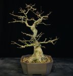 Trident Maple Bonsai 2-8-16 one side 3 view one.jpg