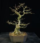 Trident Maple Bonsai 2-8-16 one side view one.jpg