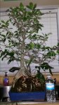 Ficus bonsai front 2-9-16.jpg