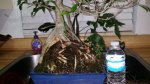 Ficus bonsai front nebari 2-9-16.jpg