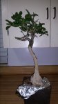 Conocarpus erectus bonsai front 2-9-16.jpg