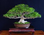 Tiger Bark Ficus.jpg