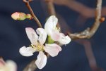 DSC00241-1.jpg