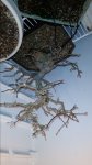 Trident Maple in the Refrigerator 2-19-16.jpg