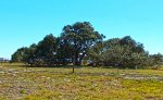 ul live oak across the way.jpg