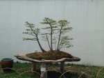 baldcypress.jpg