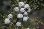 Juniperus_deppeana_infestedcones.jpg
