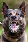 German_Shepherd__1675064a.jpg