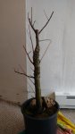 cypress1.jpg