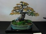 chinese elm.jpg