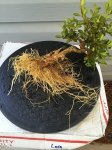 Roots 3-6-2016.JPG