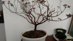 IMG_20160319_155551673.jpg
