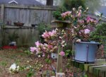 DSC00511-2.jpg