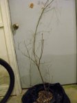 Tree2-a.jpg