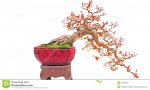 cascade-bonsai-plant-24043376.jpg