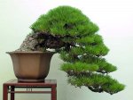 full-cascade-bonsai-style-in-japan.jpg