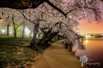 CherryBlossomsWatermark2.jpg