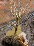 Ginkgo 2.jpg